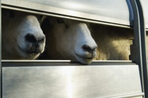 Sheep loaded into a trailer.